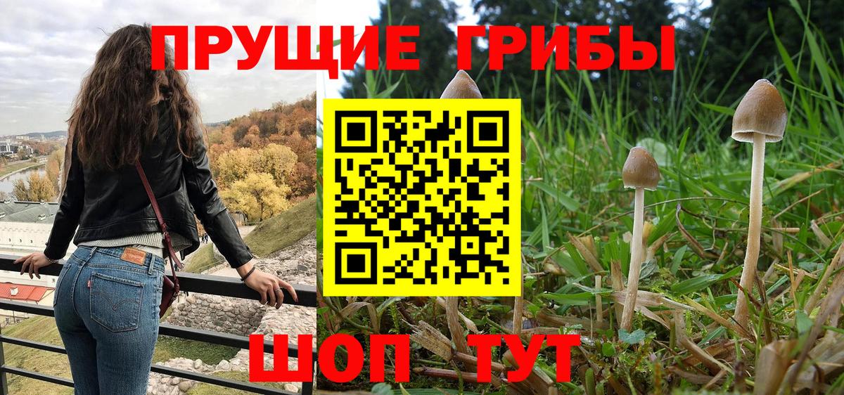 Псилоцибиновые грибы GOLDEN TEACHER Дмитров